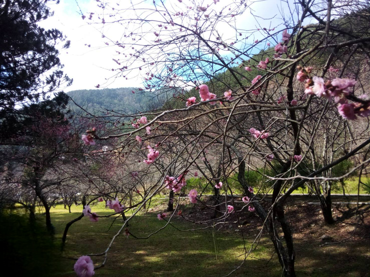 2025梅好時光音樂會